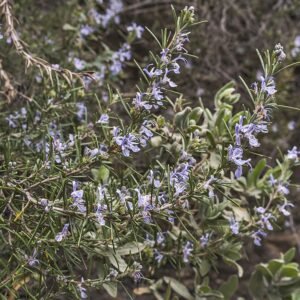 Rozemarijnplant in de natuurlijke omgeving.