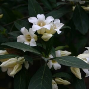 Rothmannia globosa bloem in schaduwrijke omgeving.