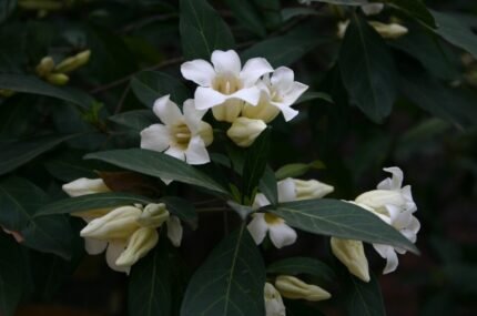 Rothmannia globosa bloem in schaduwrijke omgeving.