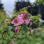Prachtframboos plant met roze bloemen en groen blad in voedselbos.