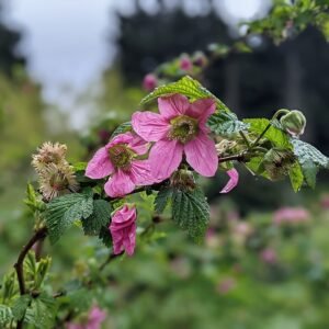 Prachtframboos plant met roze bloemen en groen blad in voedselbos.