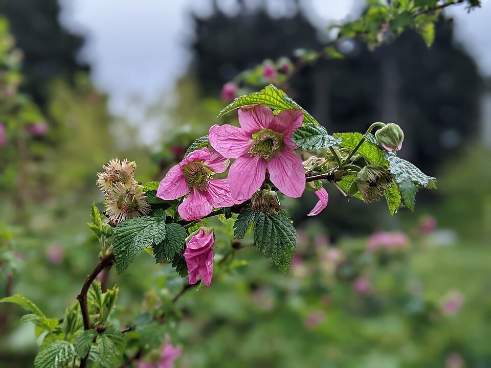 Prachtframboos plant met roze bloemen en groen blad in voedselbos.