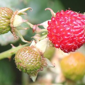 Rijpe rode Rubus crataegifolius bessen aan een tak.