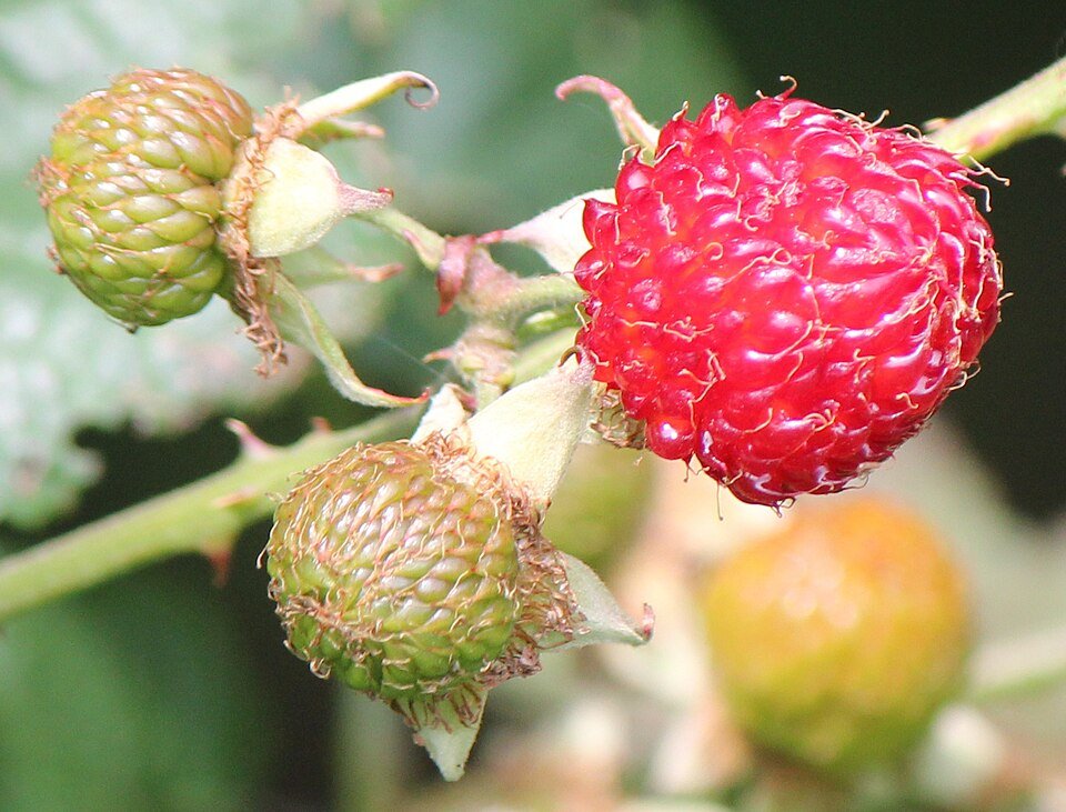 Rijpe rode Rubus crataegifolius bessen aan een tak.