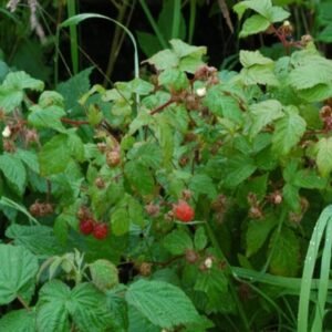 Rubus strigosus plant met rode bessen en witte bloemen.