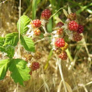 Rubus ursinus plant met witte bloemen en groene bladeren.