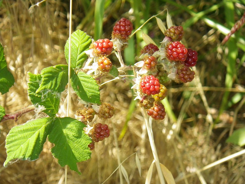 Rubus ursinus plant met witte bloemen en groene bladeren.