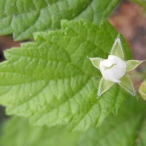 Rubus leucodermis plant met groene bladeren en rode bessen.