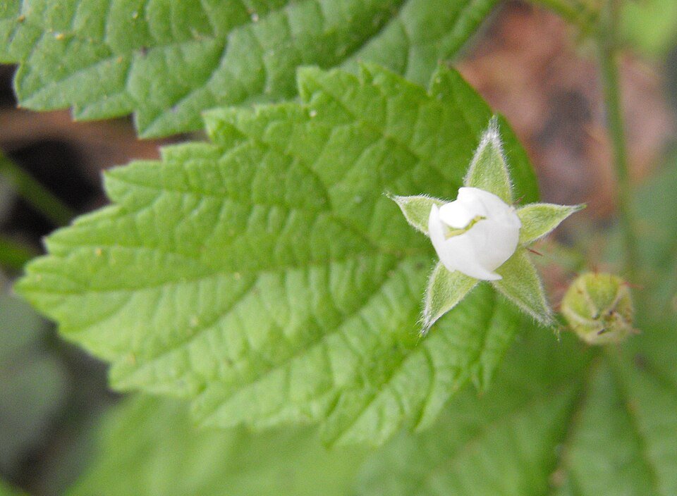 Rubus leucodermis plant met groene bladeren en rode bessen.