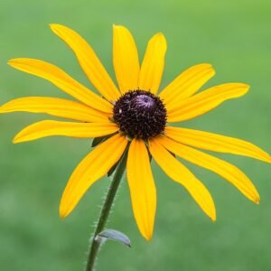 Rudbeckia 'Goldsturm' bloemen met heldergele bloemblaadjes en donkerbruine kegels.