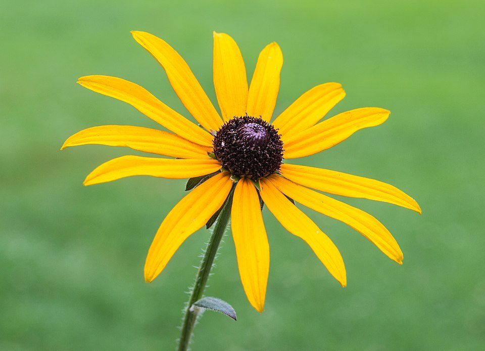 Rudbeckia 'Goldsturm' bloemen met heldergele bloemblaadjes en donkerbruine kegels.