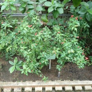 Ruellia brevifolia plant in Higashiyama Zoo and Botanical Gardens Nagoya.