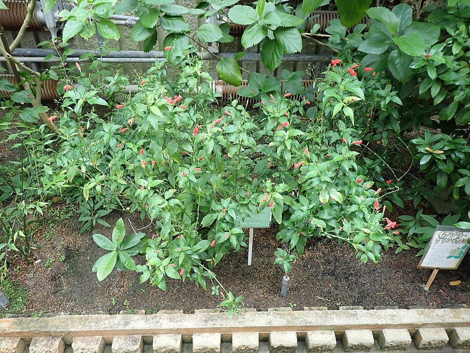 Ruellia brevifolia plant in Higashiyama Zoo and Botanical Gardens Nagoya.