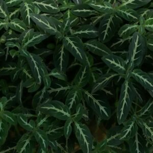 Ruellia devosiana bloem in bloei met paarse bloemblaadjes en groen blad.