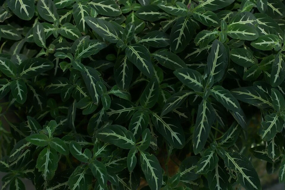 Ruellia devosiana bloem in bloei met paarse bloemblaadjes en groen blad.