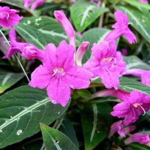 Ruellia makoyana plant met groene en paarse bladeren.