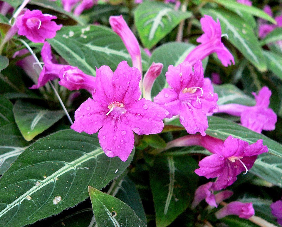 Ruellia makoyana plant met groene en paarse bladeren.