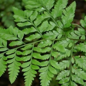 Rumohra adiantiformis plant met delicate groene bladeren en zwarte stelen.