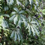 Schefflera digitata plant met groene bladeren en stam.