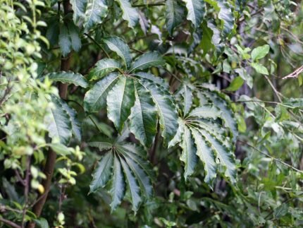 Schefflera digitata plant met groene bladeren en stam.
