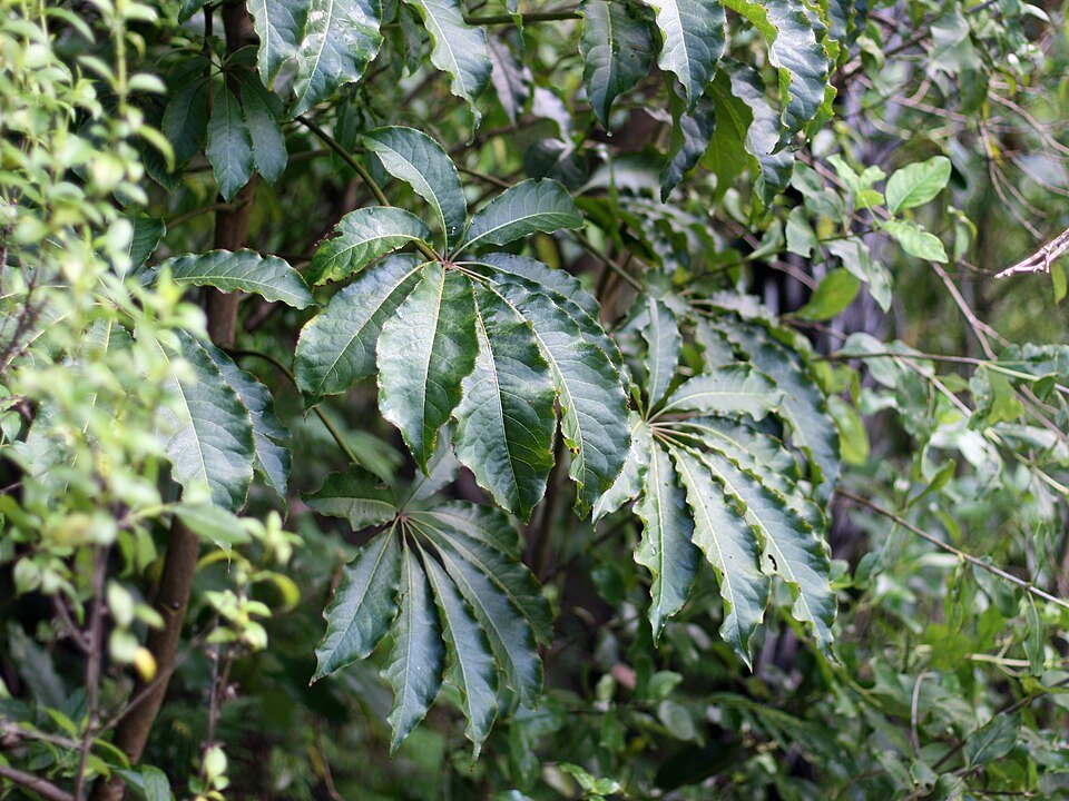Schefflera digitata plant met groene bladeren en stam.