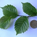 Dark green leaves of Ulmus ×hollandica 'Daveyi' with light veins and serrated edges.