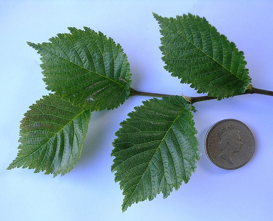 Dark green leaves of Ulmus ×hollandica 'Daveyi' with light veins and serrated edges.