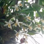 White Coelogyne orchid with green leaves in cave-like setting.