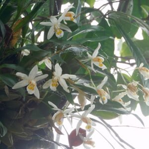 White Coelogyne orchid with green leaves in cave-like setting.