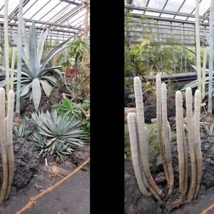 Espostoopsis cactus in Jardin Botanique Geneva, green and spiky.