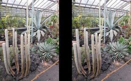 Espostoopsis cactus in Jardin Botanique Geneva, green and spiky.
