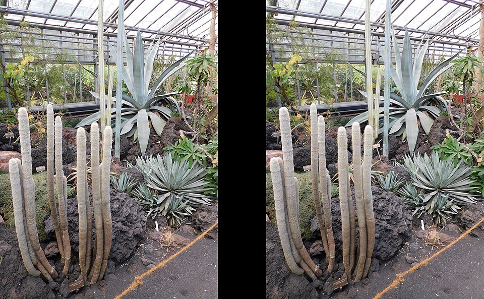 Espostoopsis cactus in Jardin Botanique Geneva, green and spiky.