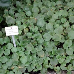 Streptocarpus ionanthus plant with purple flowers and green leaves.