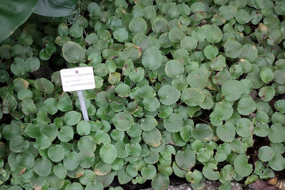 Streptocarpus ionanthus plant with purple flowers and green leaves.