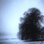 Kronkelige treurwilgboom met hangende takken en groen blad.