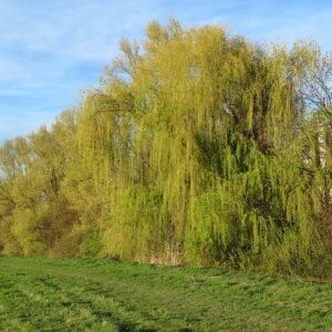 Gele treurwilg met heldergroene bladeren en gele accenten.