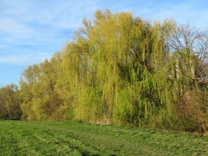 Gele treurwilg met heldergroene bladeren en gele accenten.