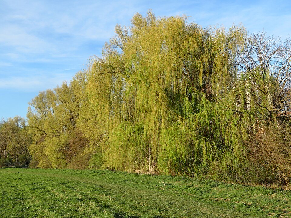 Gele treurwilg met heldergroene bladeren en gele accenten.