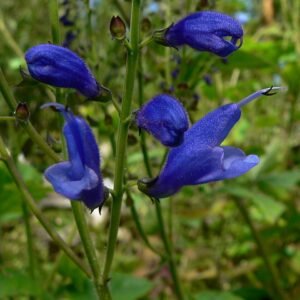 Salvia cacaliifolia plant met levendige paarse bloemen en groene bladeren.