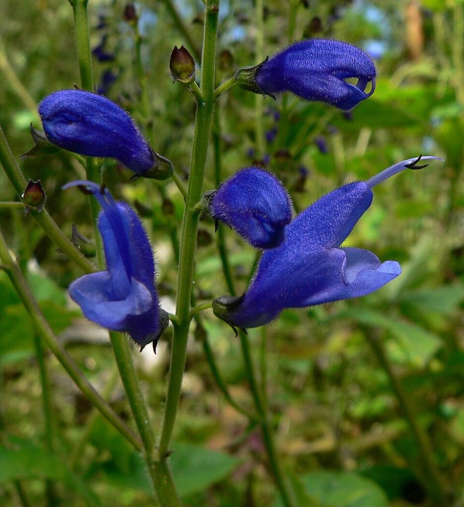 Salvia cacaliifolia plant met levendige paarse bloemen en groene bladeren.