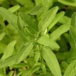 Salvia clevelandii met grijsgroene bladeren en paarse bloemen.