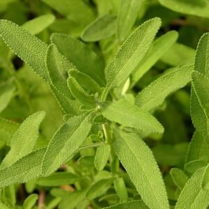 Salvia clevelandii met grijsgroene bladeren en paarse bloemen.