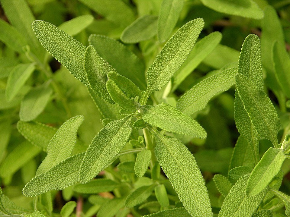 Salvia clevelandii met grijsgroene bladeren en paarse bloemen.