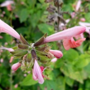Rode Salvia coccinea bloemen in botanische tuin.