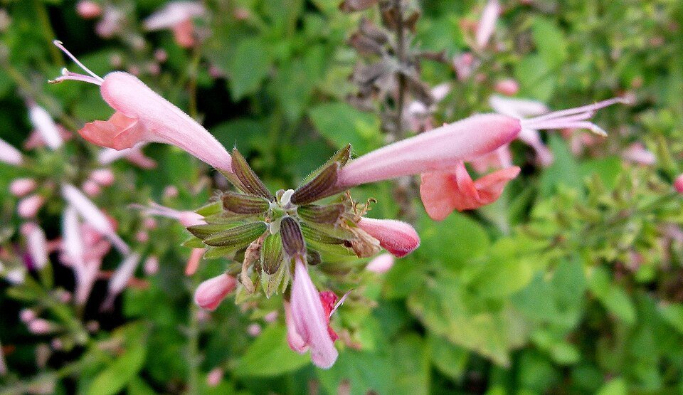 Rode Salvia coccinea bloemen in botanische tuin.