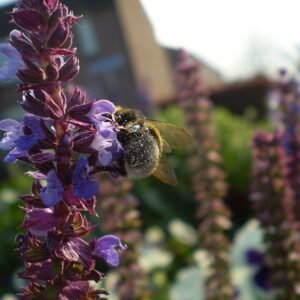 Blauwe Salvia bloem op winterharde kalkrijke grond.