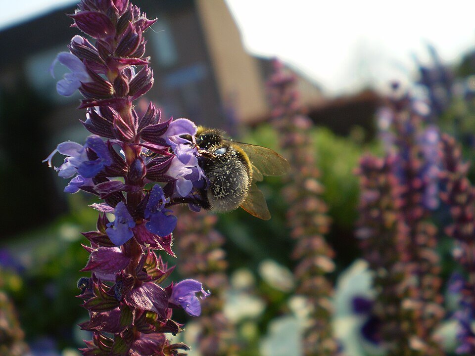 Blauwe Salvia bloem op winterharde kalkrijke grond.