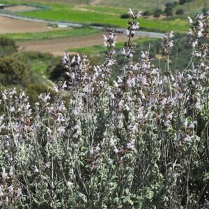 Salie plant met grijsgroene bladeren en paarse bloemen.