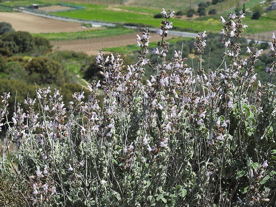 Salie plant met grijsgroene bladeren en paarse bloemen.