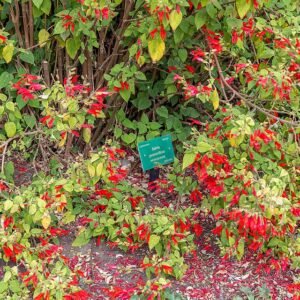Salvia gesneriflora plant met levendige groene bladeren en rode bloemen in Christchurch Botanic Gardens, Canterbury, Nieuw-Zeeland.